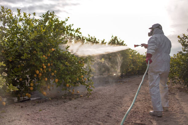 Best Bed Bug Extermination  in Vine Grove, KY