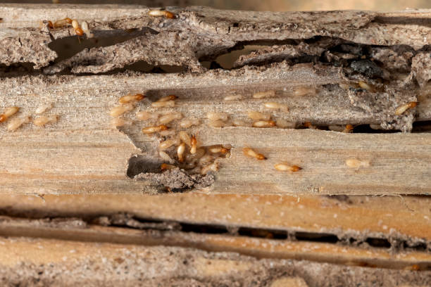 Best Best Pest Control Companies  in Vine Grove, KY