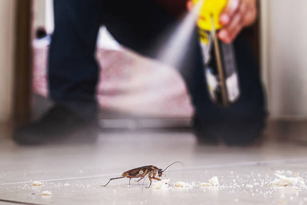 Best Spider Control Near Me  in Vine Grove, KY