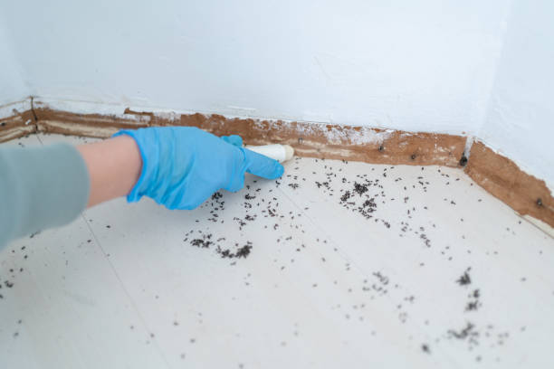 Best Local Pest Control Services  in Vine Grove, KY